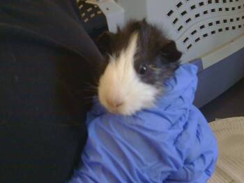 Rescue Guinea Pig Guinea Pigs for Adoption in Sacramento, California - A901202 | PetCurious
